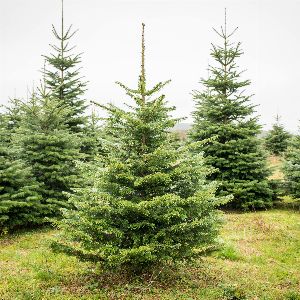 "Cultivateurs de sapins bio dans le Morvan : la magie de Noël sans pesticides"