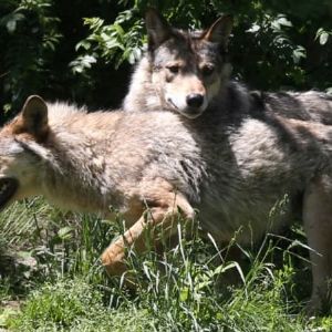 Déclassement du loup : quel impact sur sa protection en Europe?