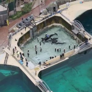 Inquiétudes pour les animaux de Marineland suite à l'annonce de sa fermeture