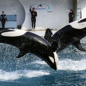 Marineland d’Antibes : Projet de fermeture en 2025 à cause de la baisse de fréquentation