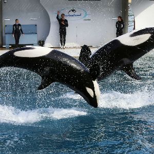 Qu'adviendra-t-il des animaux du Marineland d'Antibes après sa fermeture annoncée ?