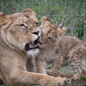 "Remise de lions et lionceaux du cirque Claudio Zavatta à une association en Charente"