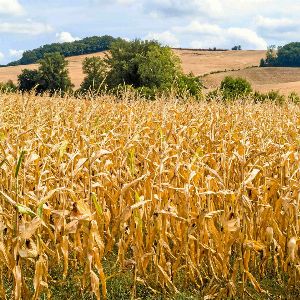 Serge Zaka : Vers une évolution des cultures agricoles en France