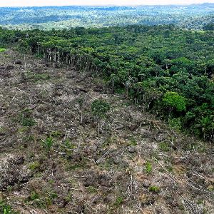 Stratégie en échec de Manfred Weber face à la déforestation