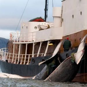 Autorisation de la chasse à la baleine en Islande jusqu'en 2029 malgré les critiques