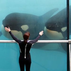 Avenir incertain des cétacés de Marineland après la fermeture annoncée du parc