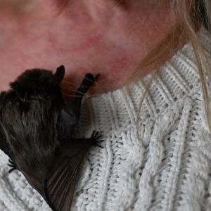 Décès d'une enseignante aux États-Unis suite à une morsure de chauve-souris en classe