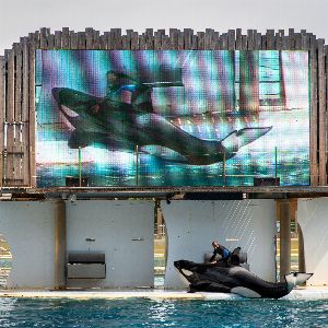 La justice en appel confirme l'intransférabilité des orques de Marineland