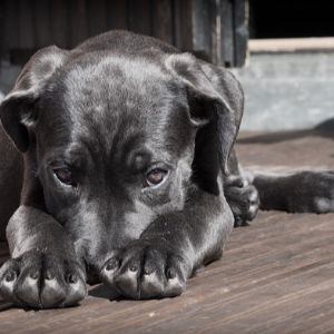 "Prénoms en U pour chien : 10 idées originales et uniques"