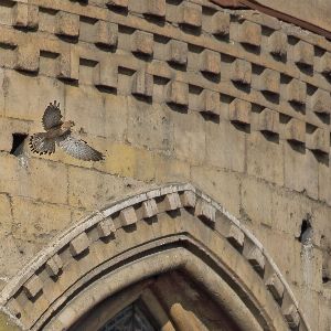 Restauration de Notre-Dame de Paris : un signal fort pour la biodiversité