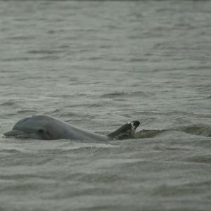 Du fentanyl détecté chez des dauphins du golfe du Mexique, un problème persistant