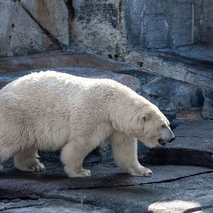 Héros au Canada : un homme prend des risques pour sauver sa femme d'un ours polaire et se blesse gravement