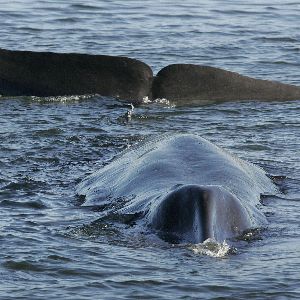 Islande prolonge la chasse à la baleine malgré les risques pour les espèces menacées