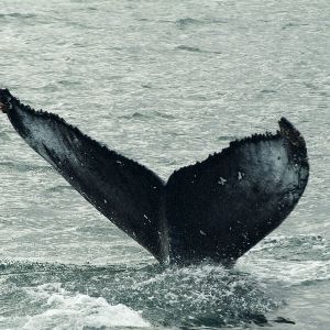 "L'Islande prolonge la chasse à la baleine malgré le moratoire international"