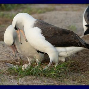 Un albatros de 74 ans pond un œuf au refuge faunique de Midway