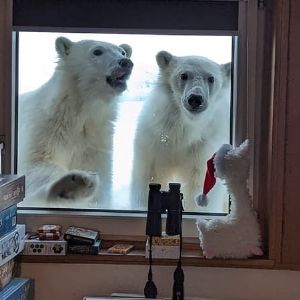 Un Canadien sauve sa femme en affrontant un ours polaire