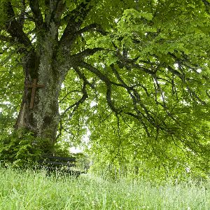 Agir dès maintenant pour la forêt de demain