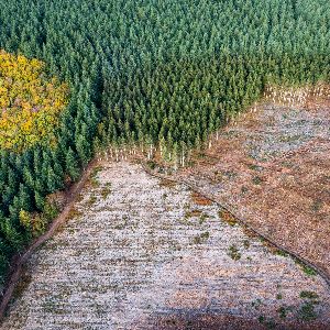 Industrialisation de la forêt : comment nos pratiques menacent l'équilibre naturel