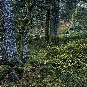 Survivre sans forêt primaire : une perte majeure pour l'humanité