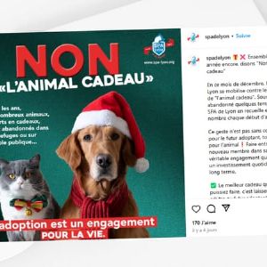 Attention aux cadeaux vivants à Noël : la SPA de Lyon sensibilise contre l'abandon des animaux offerts