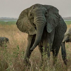 Éléphants femelles sans défenses : impacts et adaptations dans la nature