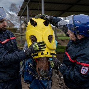 Formation des sapeurs-pompiers en Saône-et-Loire pour le sauvetage des animaux : l'adaptation nécessaire