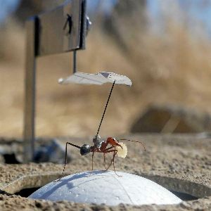 Les fourmis anticipent visuellement leurs déplacements, révèle une étude toulousaine