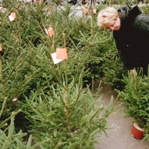 "Découvrez où dénicher le sapin de Noël idéal sans vous ruiner!"