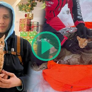 "Incroyable sauvetage en Roumanie : un homme et son chat retrouvés après avoir fui la guerre"