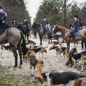 Scène choquante lors d'une manifestation contre la chasse à courre en forêt d'Orléans