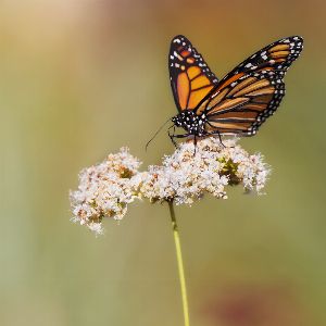 "Alerte : le papillon monarque en danger d'extinction aux Etats-Unis !"