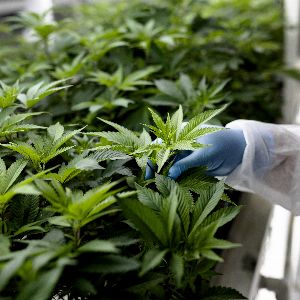 "Alerte : Agissez pour maintenir l'accès aux médicaments à base de cannabis pour les patients en France"