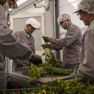 "Alerte ! Le cannabis médical menacé en France !"