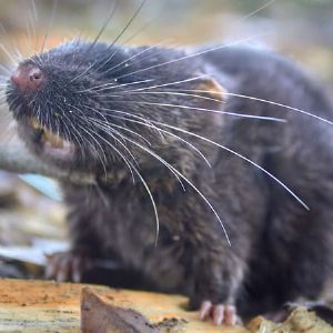 "Incroyable découverte de 27 nouvelles espèces au Pérou, dont une salamandre grimpante aux arbres et une souris semi-aquatique"