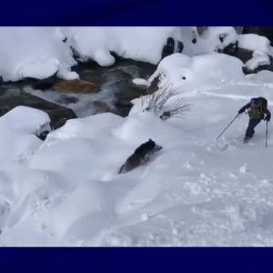 "Incroyable vidéo : attaqué par le sanglier qu'il tentait de secourir, un skieur raconte sa mésaventure"