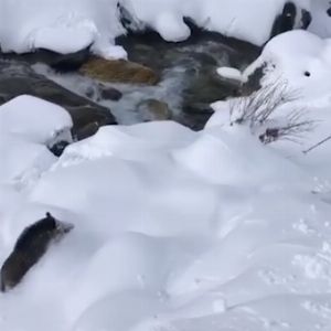 Quand un skieur se fait attaquer par un sanglier en voulant lui venir en aide