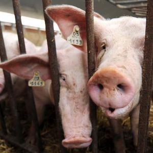 "150 cochons en folie sur l'A31 : un carambolage porcin bloque la circulation pendant des heures dans les Vosges"