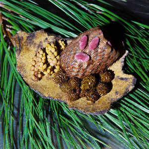 Découvrez comment cuisiner le sapin chez vous !