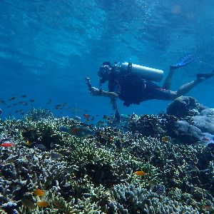 "Découvrez comment les coraux de Raja Ampat défient le réchauffement climatique !"