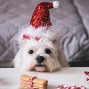 Les cadeaux de Noël pour nos animaux de compagnie : une tendance en pleine expansion