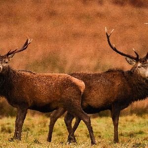 Chasse en Écosse : un retraité face à l'effet cerf