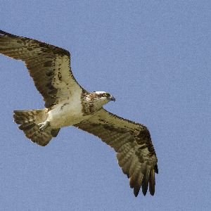 Découvrez l'île paradisiaque des balbuzards pêcheurs au Sénégal