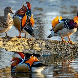 "Découvrez le mystère derrière l'expression "Ne pas briser trois pattes au canard" !"