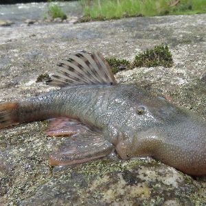 "Découvrez les incroyables nouvelles espèces du Pérou : poissons blob, souris amphibies et écureuils nains !"