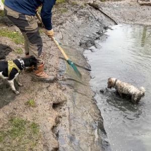 Des furets et des chiens pour chasser les rats en Seine-Saint-Denis : une solution révolutionnaire !