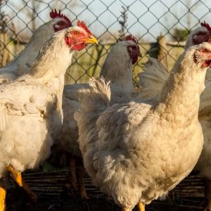 "Incroyable vol de plus de 100 poulets avant Noël : un éleveur du Jura déplore un préjudice de 6.000 euros"