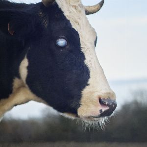 "Révélation choc : le quotidien bouleversant d'un refuge pour animaux handicapés dans l'Orne"