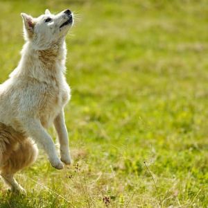 "Cannes: un parc canin innovant ouvre ses portes, les propriétaires de chiens enchantés"