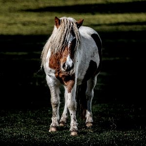 "Découvrez la triste réalité des chevaux maltraités dans un refuge du Jura"