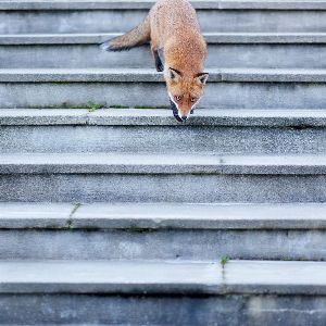 "Découvrez le phénomène animalier à Montier-en-Der : un succès en images !"